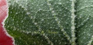  Leaf (Abaxial View)